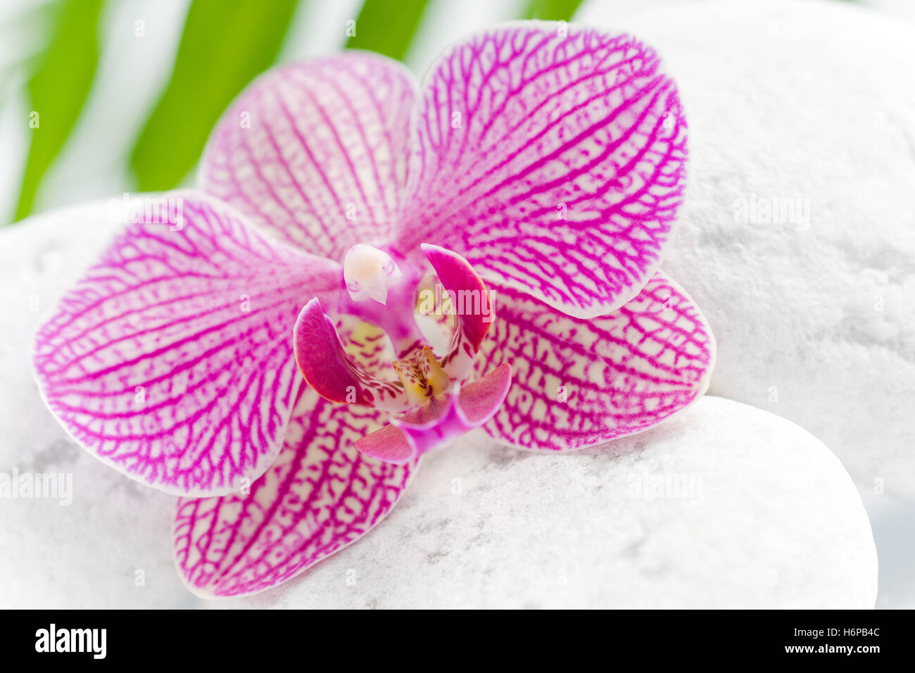 plantes fleurs Banque D'Images