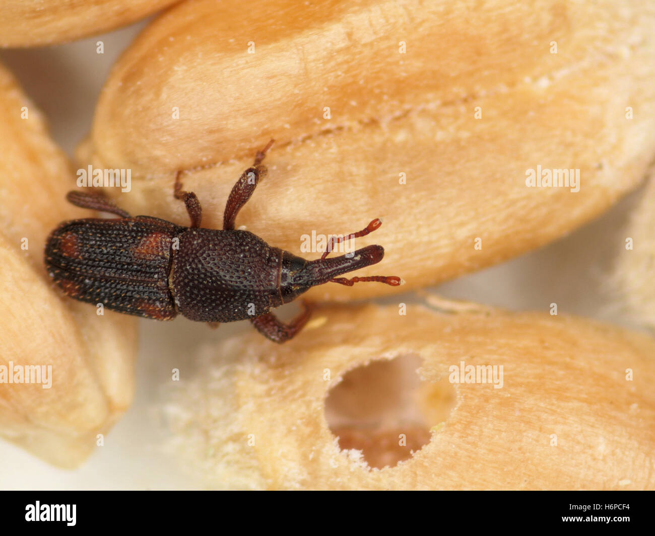 Beetle insecte jambes seigle blé orge antenne proboscis varmint charançon parasite types de