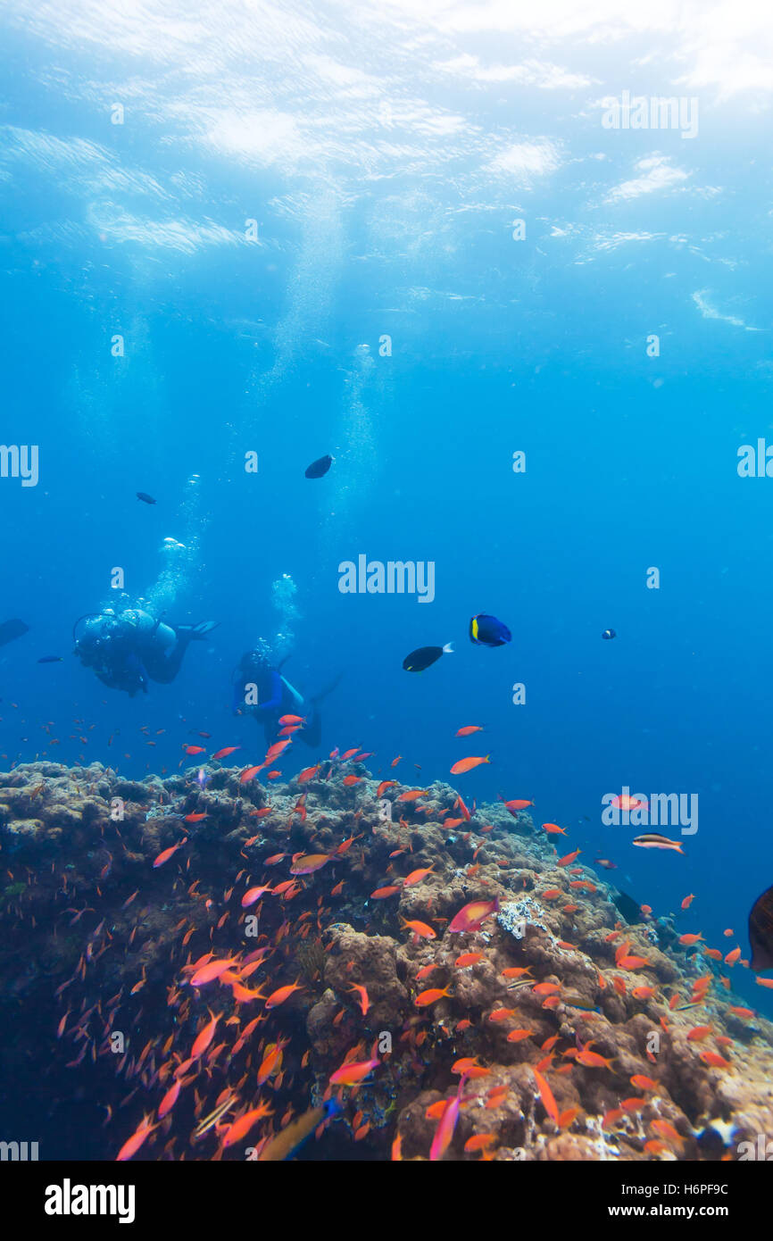 De nombreuses mer rouge goldies (Pseudanthias squamipinnis) et plongeur brouillée, Maldives Banque D'Images