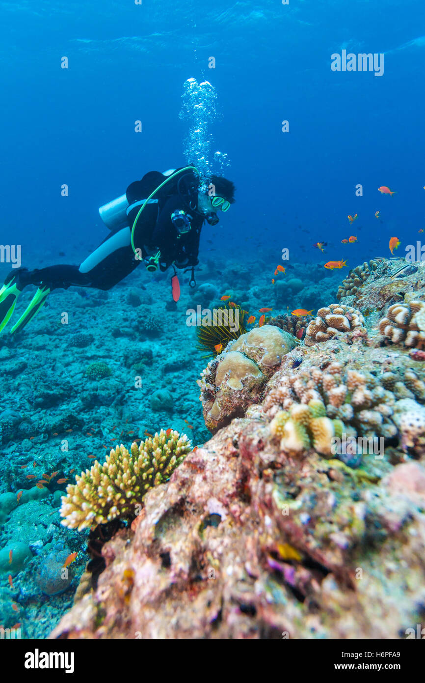De nombreuses mer rouge goldies (Pseudanthias squamipinnis) et plongeur brouillée, Maldives Banque D'Images