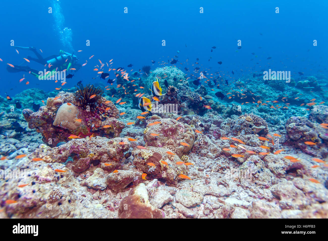 Monocera bannerfishes masqués (Heniochus) et les plongeurs, Maldives Banque D'Images