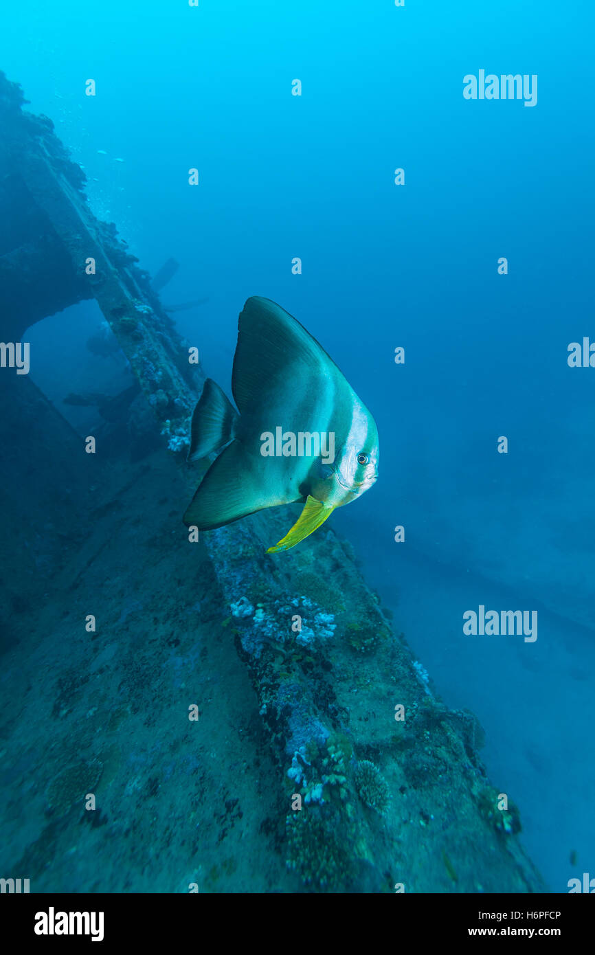 Gros plan du gros poisson chauve-souris près de navire coulé, Maldives Banque D'Images