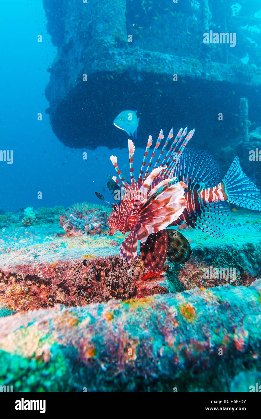 Devil firefish (Pterois miles) près de l'épave, Maldives Banque D'Images