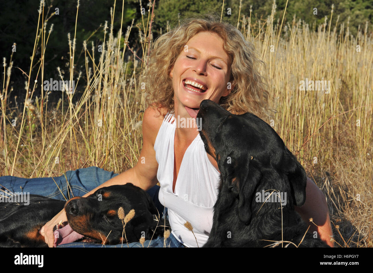 animaux domestiques Banque D'Images