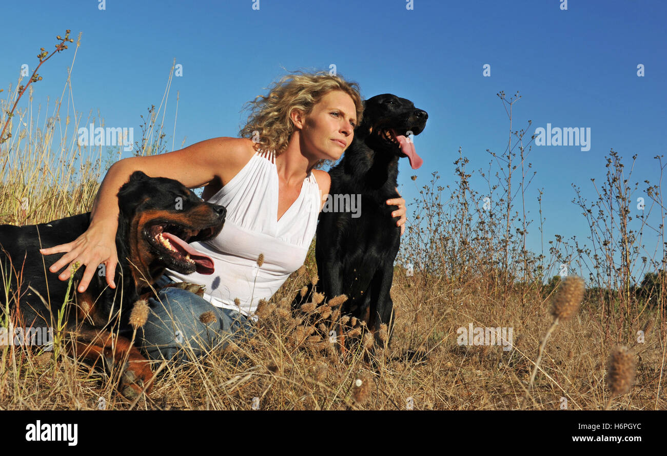 animaux domestiques Banque D'Images