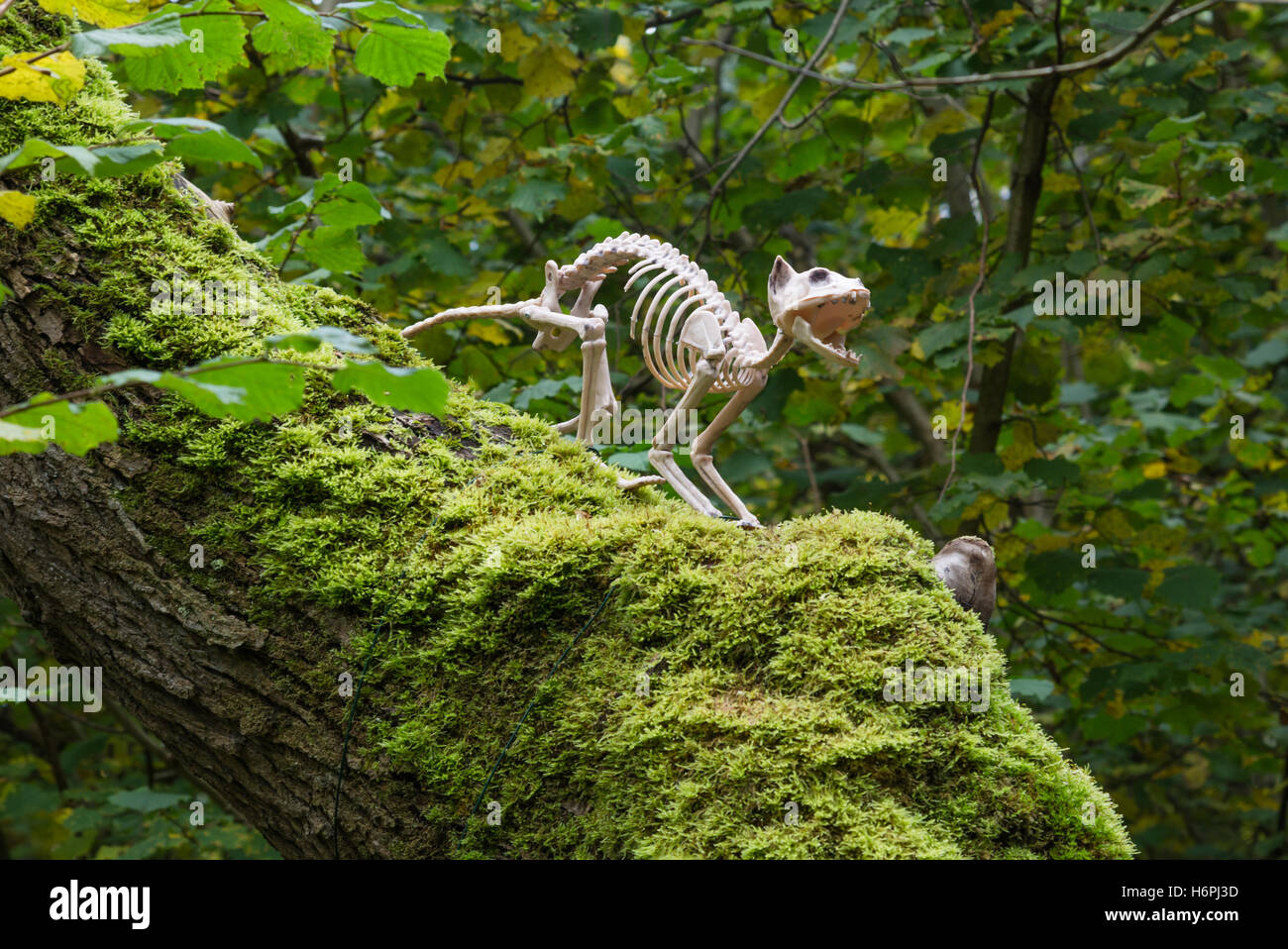 Skelton dinosaure dans un arbre Banque D'Images