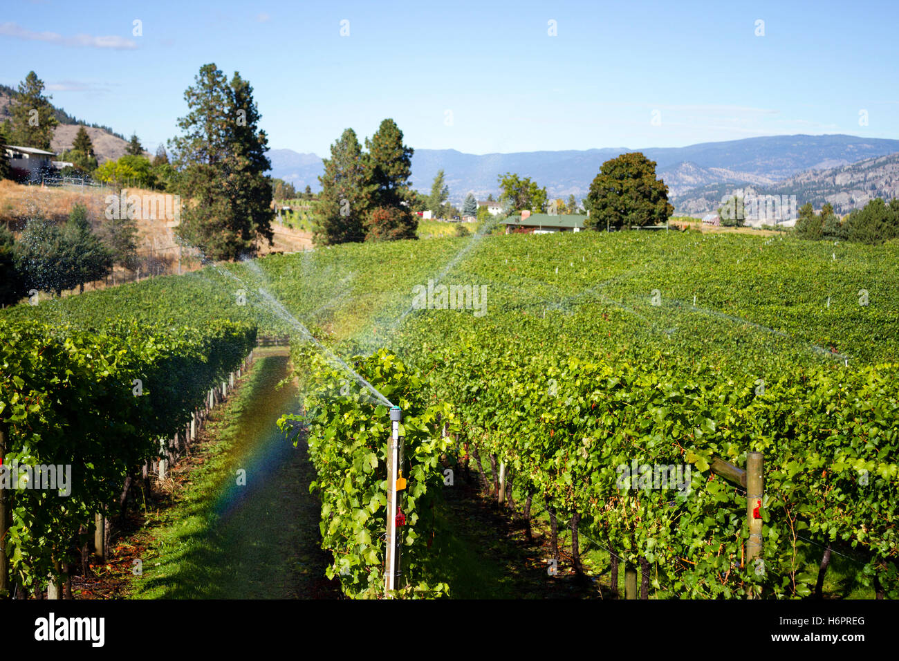 Têtes d'irrigation dans un Pinot Noir vignoble situé dans la vallée de l'Okanagan à Penticton, Colombie-Britannique, Canada Banque D'Images