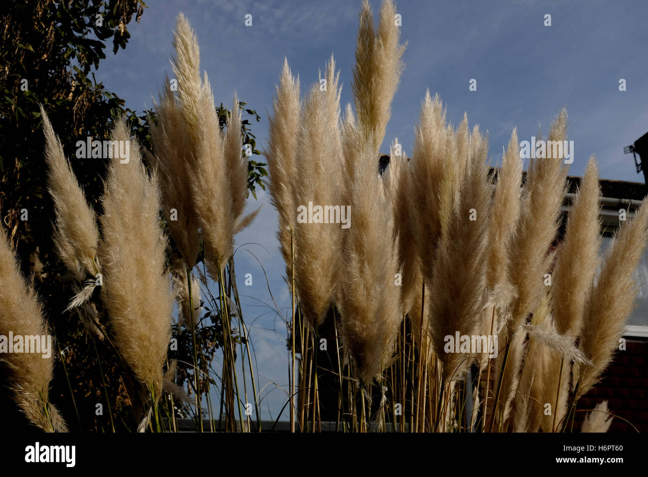 Plantes à fleurs de l'herbe de la pampa kent sturry octobre 2016 Banque D'Images