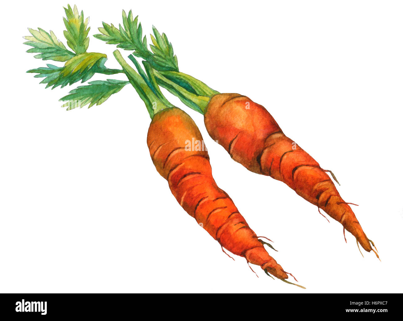 Les carottes. La main de l'aquarelle sur backgroundOE blanc Banque D'Images