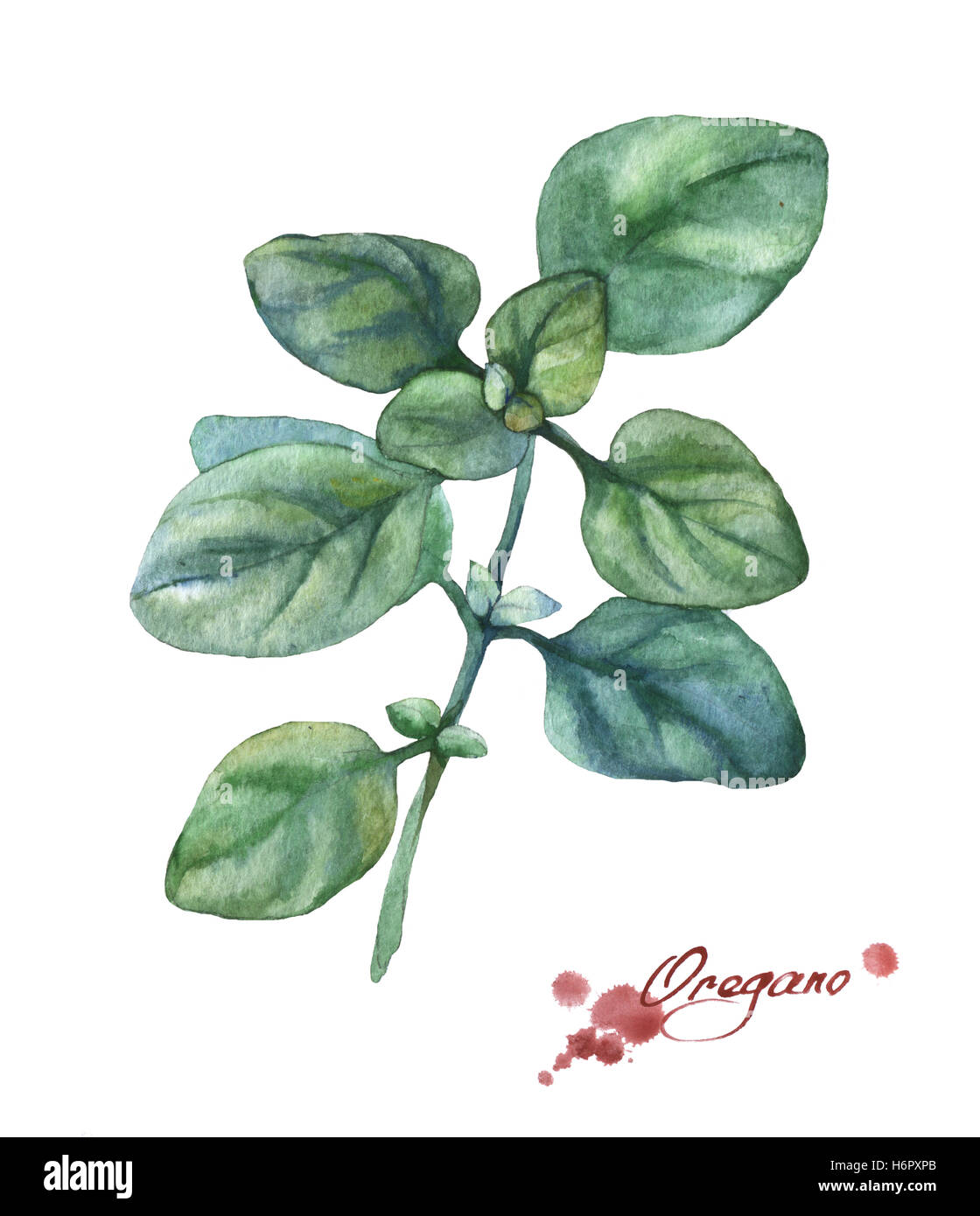 L'origan. La main de l'aquarelle sur fond blanc. Banque D'Images