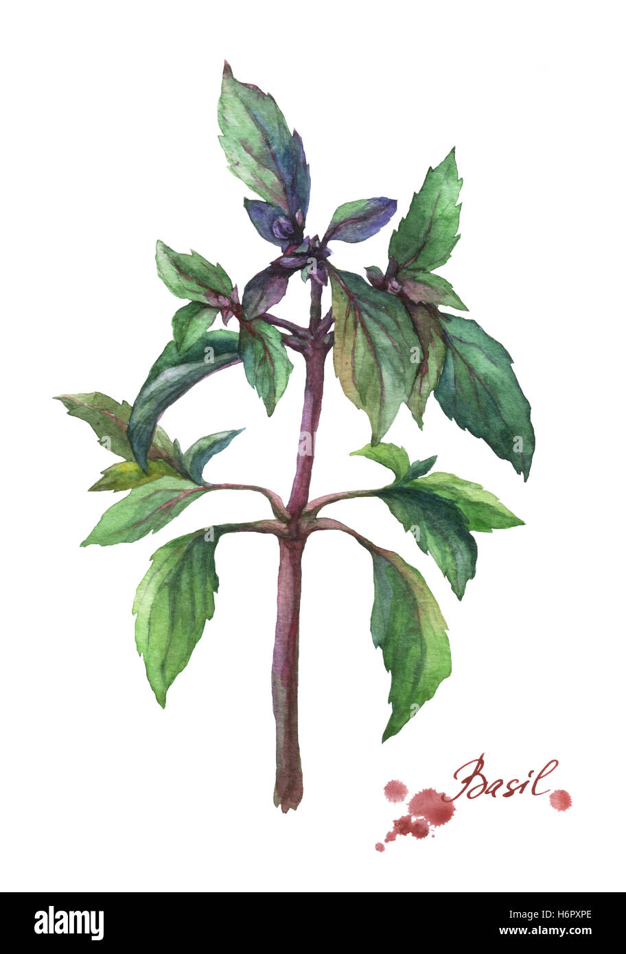 Le basilic. La main de l'aquarelle sur fond blanc. Banque D'Images