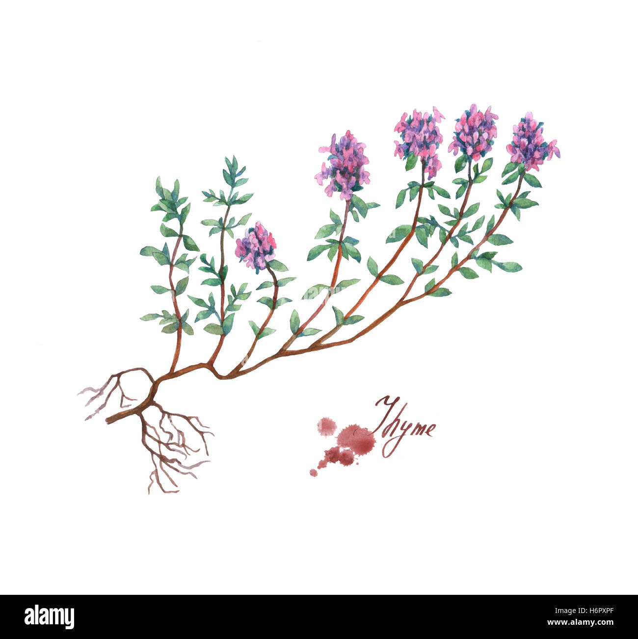 Le thym. La main de l'aquarelle sur fond blanc. Banque D'Images