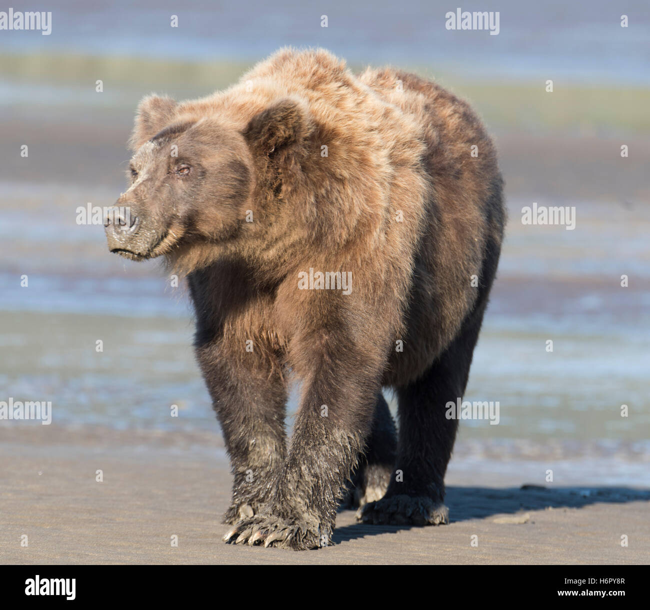 Ours brun côtières dans Lake Clark National Preserve Banque D'Images