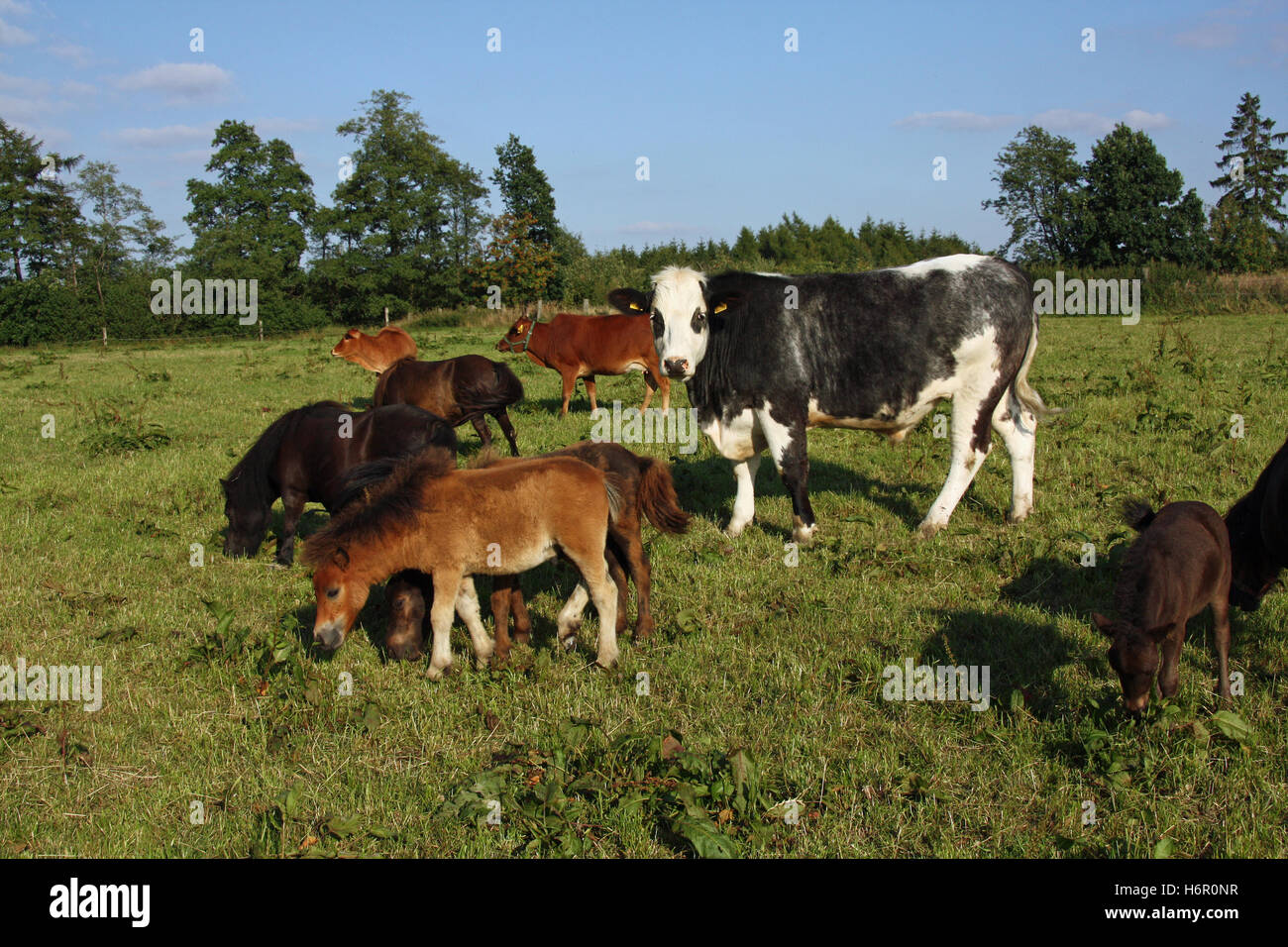 Le troupeau de bovins mixtes Banque D'Images