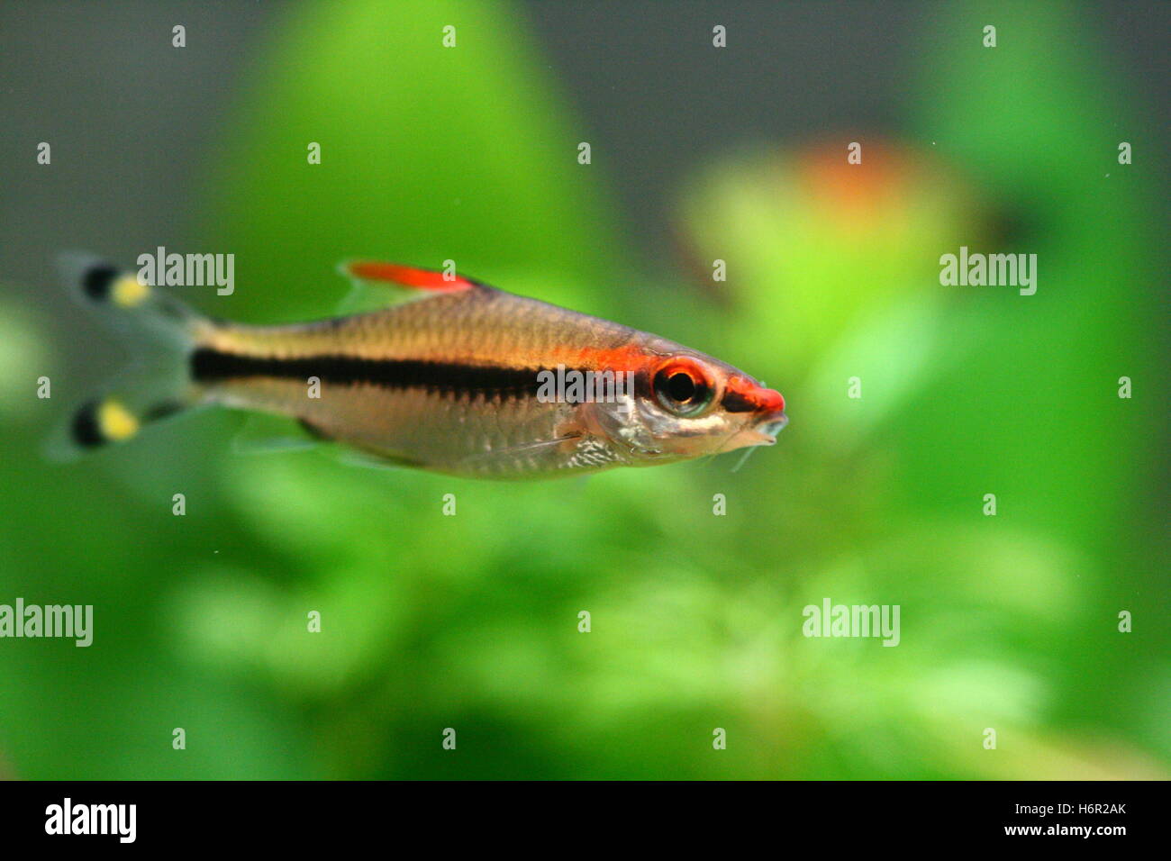 Les poissons d'aquarium l'asiatique asie barbillon torpille torpille rotfeuerfisch rotfeuerbarbe barben Banque D'Images