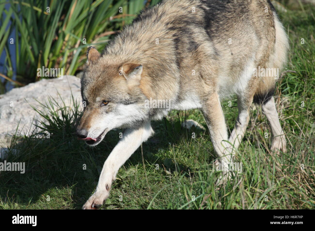 Chien loup hurlant klaxonnant hoot prédateur howl wolf lupus canis lupus lupus canis lupus lupo wildhund Banque D'Images