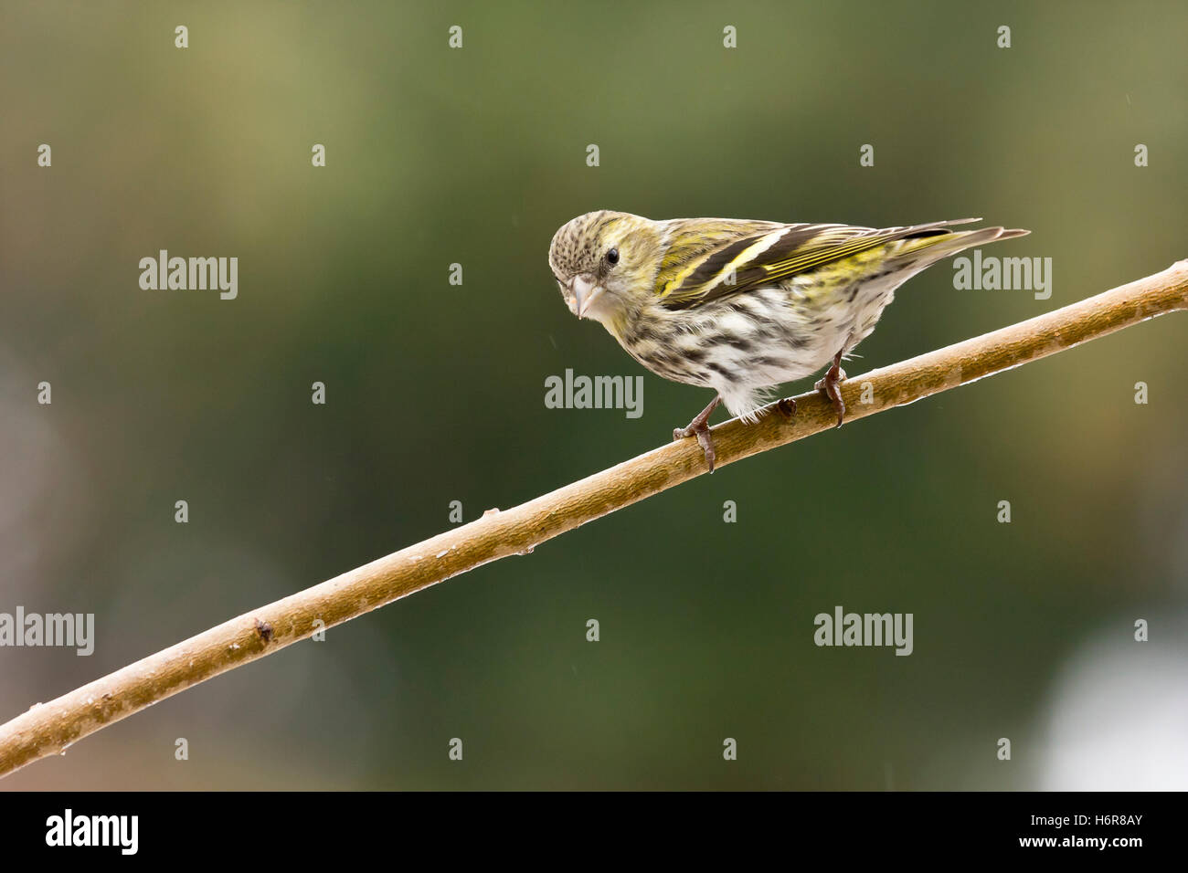 Oiseaux Oiseaux hiver finch horizontale animaux oiseaux oiseaux animaux europe branche horizontale hesse se trouve à un un finch roselin mis Banque D'Images