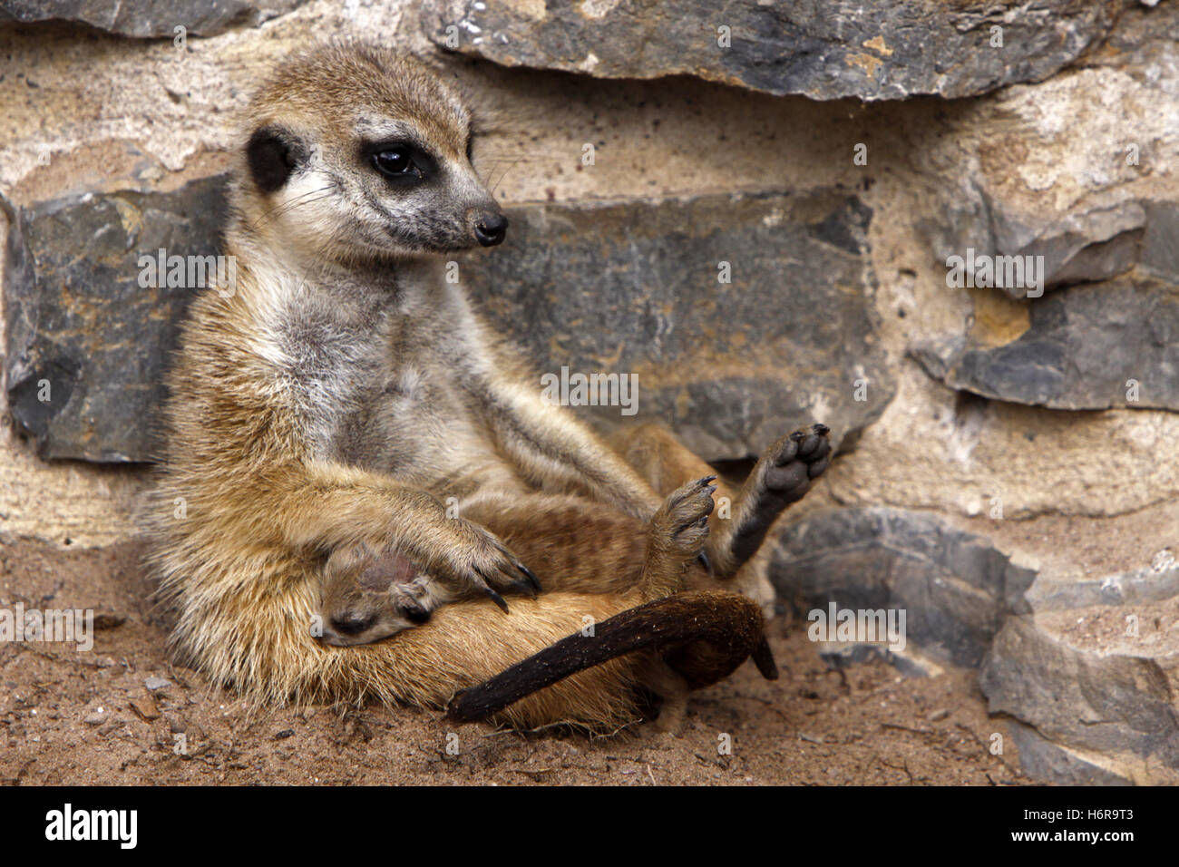 Maman Ma Maman Mere Enfant Bebe Cub Jeune Meres Plus Jeunes Les Jeunes Animaux Meerkat Meerkats Mammifere Animal Petit Esprit Vigilant Photo Stock Alamy
