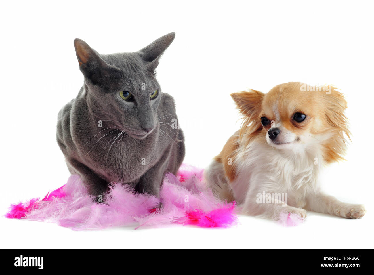 Chiot Chien chat chaton oriental chat domestique animal animaux amitié brun marron bébé chat chaton studio brunette homey Banque D'Images