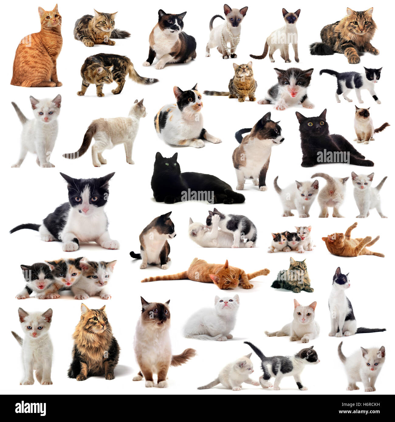 Chat Chats chaton bébé chat chat domestique groupe pussycat belle beauteously pet animal nice jetblack basané noir deep black Banque D'Images