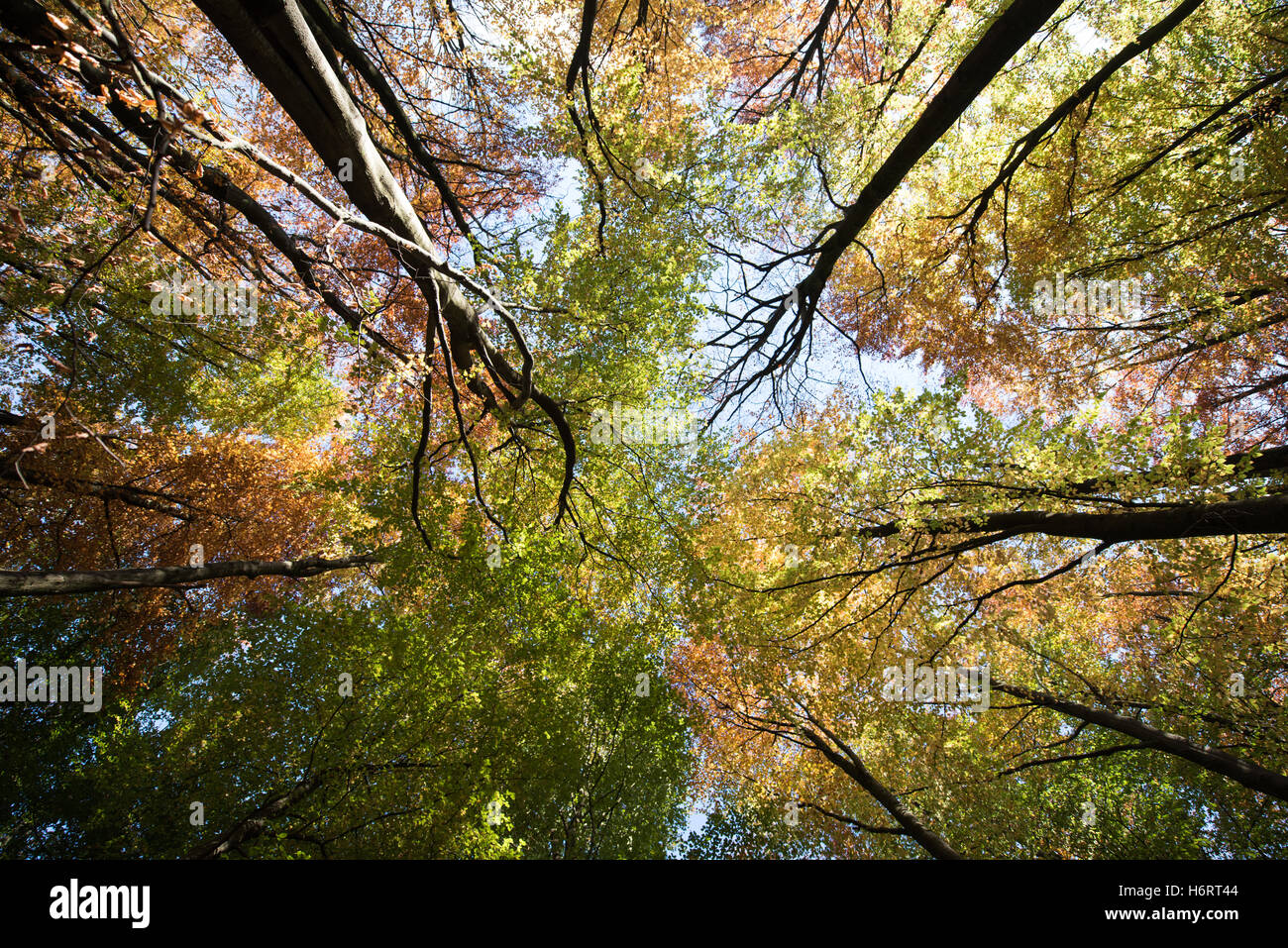 Glasgow, Ecosse, Royaume-Uni. 1er novembre 2016. Couleurs d'automne dans les arbres à Pollok Country Park, Glasgow Crédit : Tony Clerkson/Alamy Live News Banque D'Images