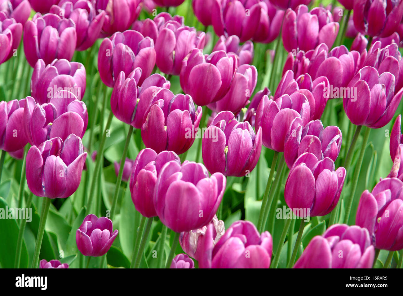 Usine de tulipes fleur fleurir fleurs fleurs été florissante summerly tulipes fleurs champ de fleurs de purge Banque D'Images