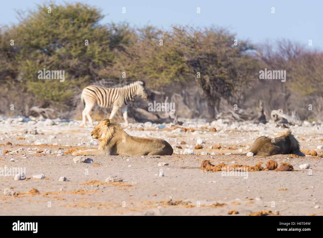Deux jeunes lions paresseux mâle allongé sur le sol. Zebra (marche) flou artistique dans l'arrière-plan. Safari de faune en Banque D'Images