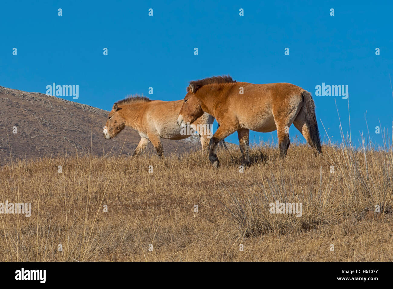 Les chevaux sauvages du parc national de Hustai Ulaanbaatar, Mongolie Banque D'Images