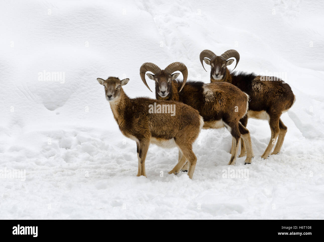 Trois mouflon dans la neige Banque D'Images