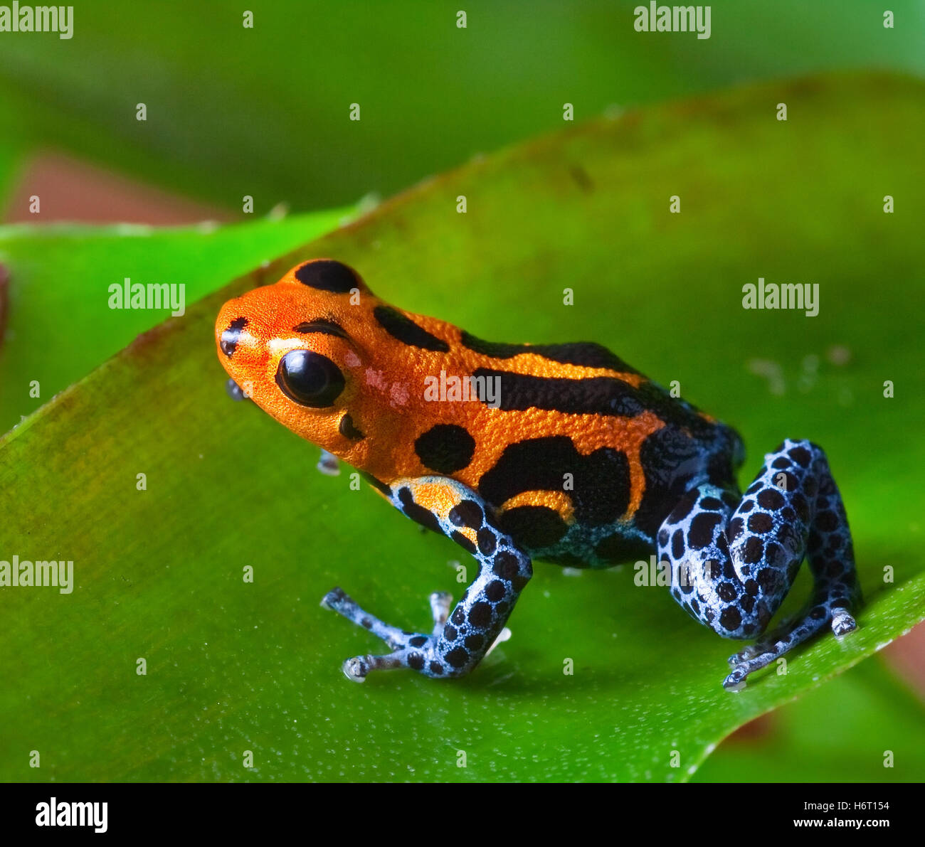 Pérou grenouille couleur des feuilles bleu vert petit animal contraste minuscule grenouille exotique jungle court terrarium tropical poison mis au Pérou Banque D'Images