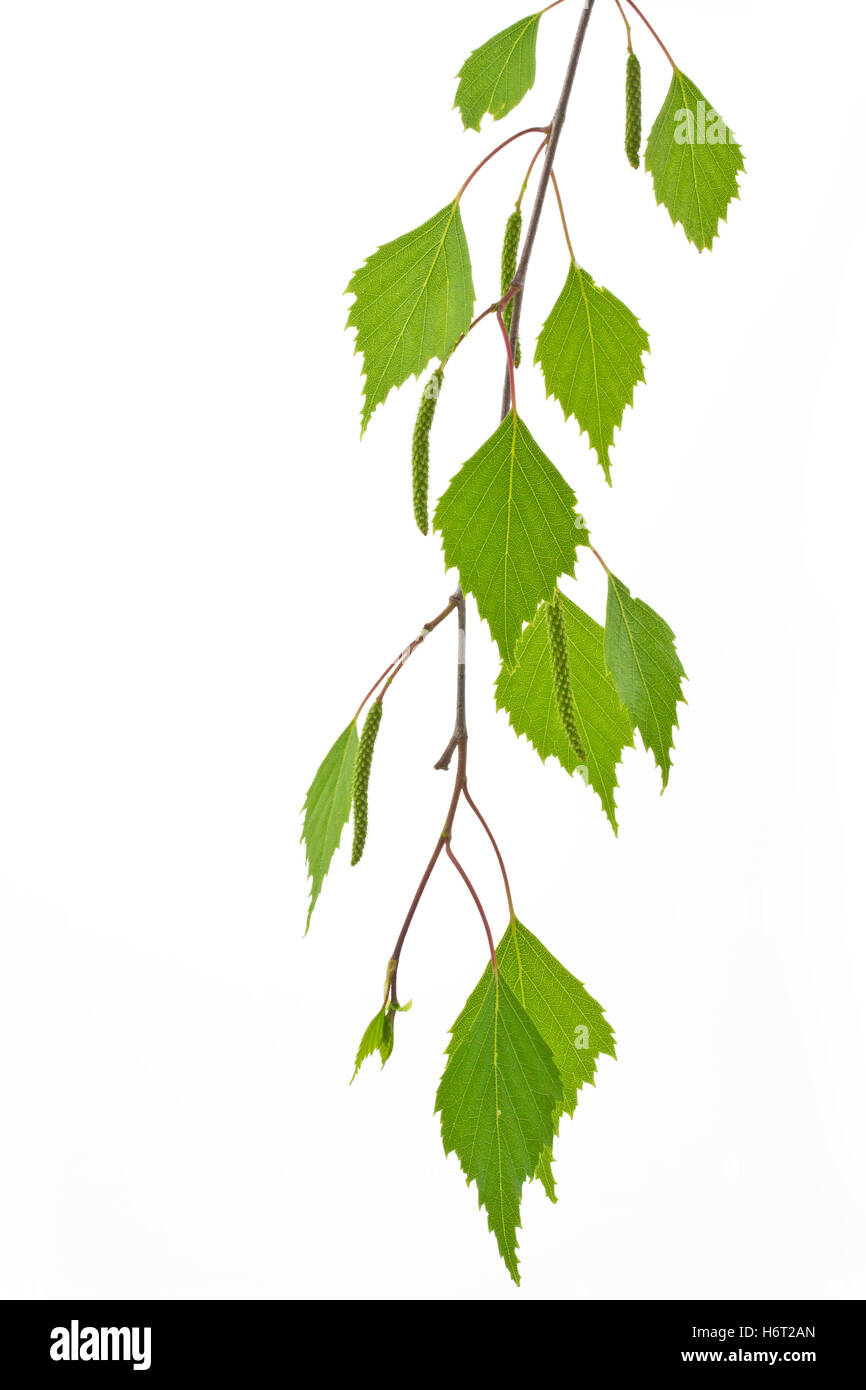 Une feuille de bouleau (Betula) Banque D'Images