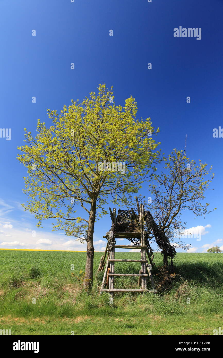 Deerstand campagne printemps paysage nature environnement attente attente arbre environnement faune flore bois chasseur silence radio Banque D'Images