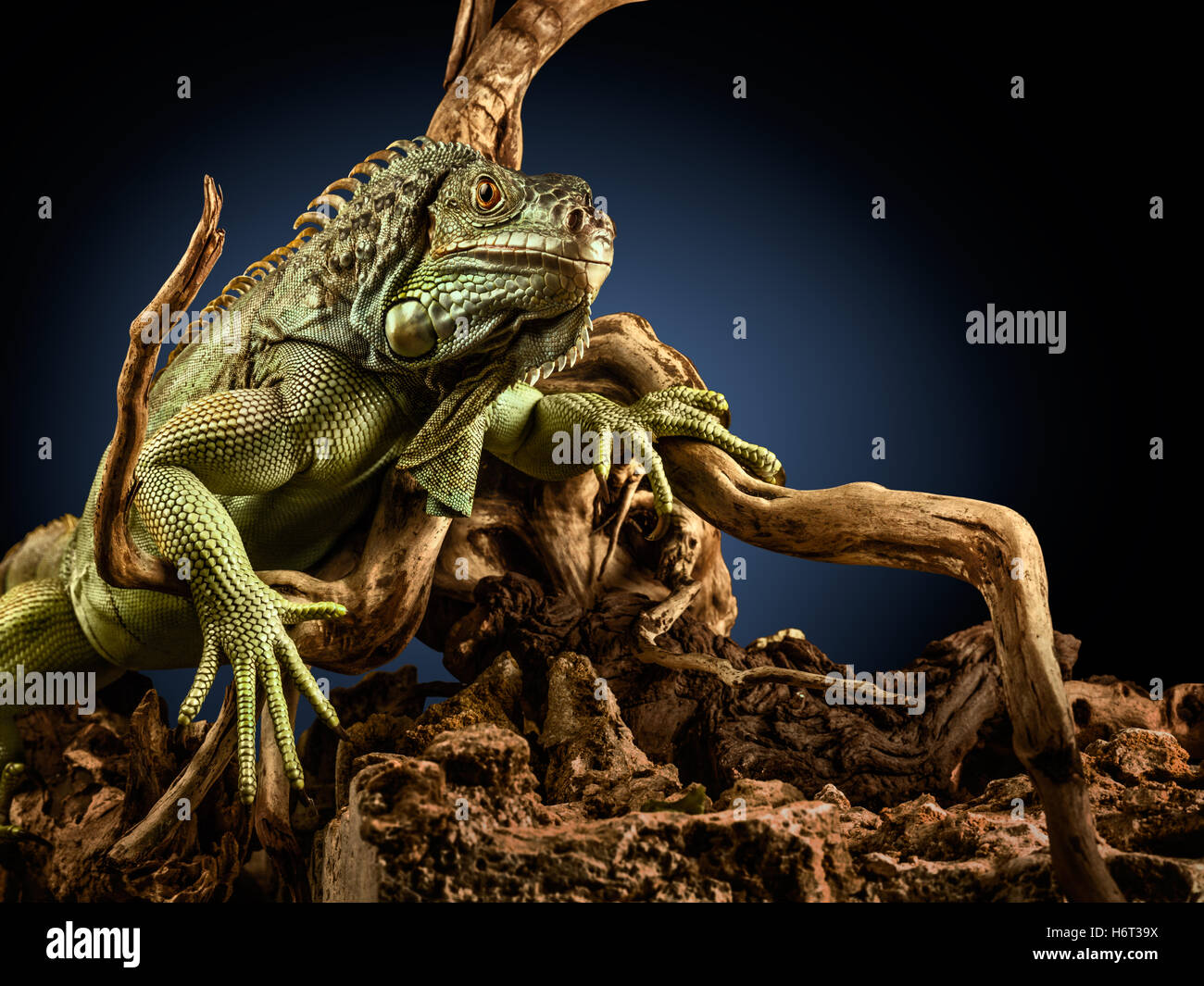 Reptiles Amphibiens Banque D'Images