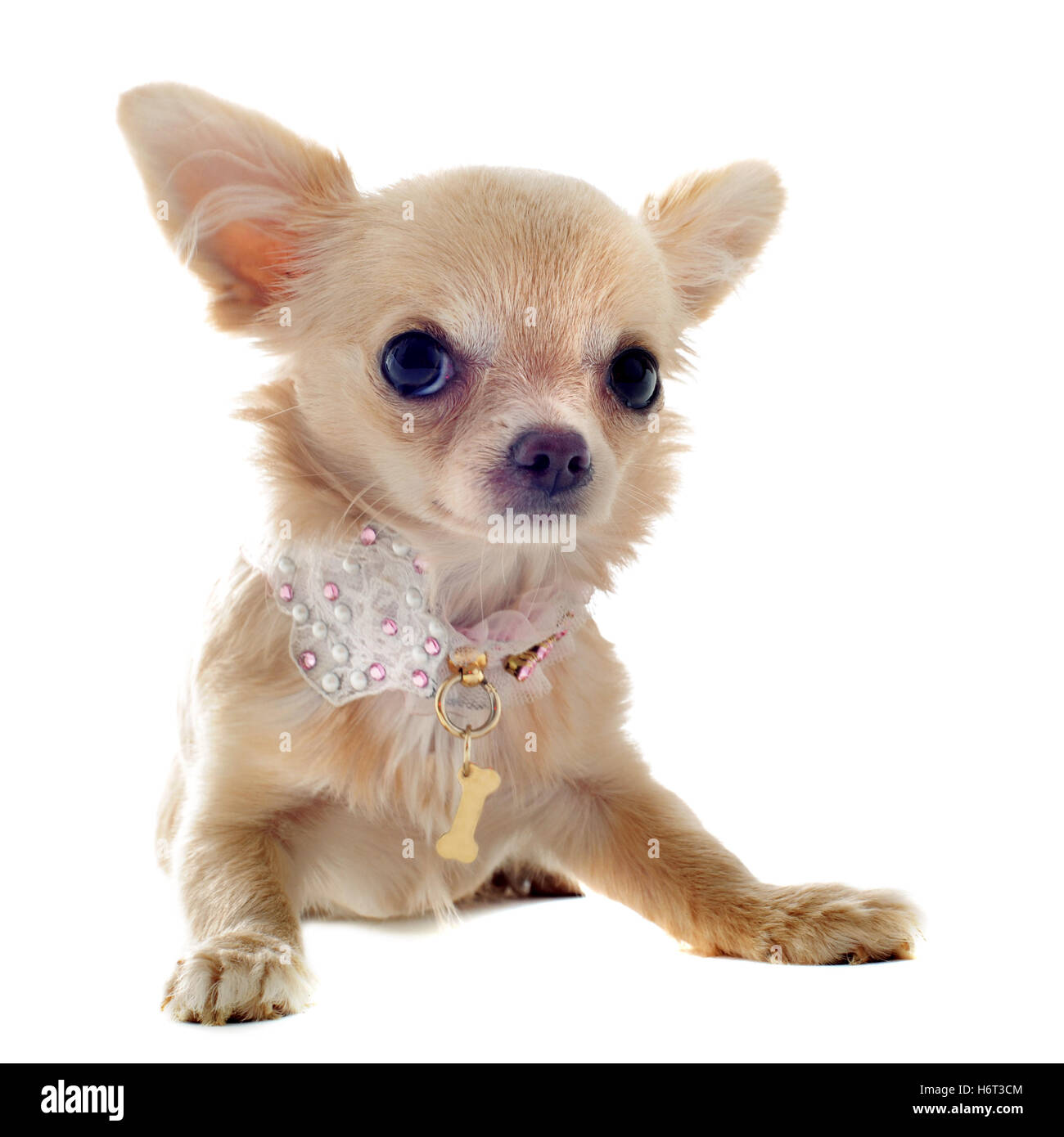 Chiot Chien animal jeune jeune beau brun marron Animaux nice beauteously petite brunette toute petite courte col studio one Banque D'Images