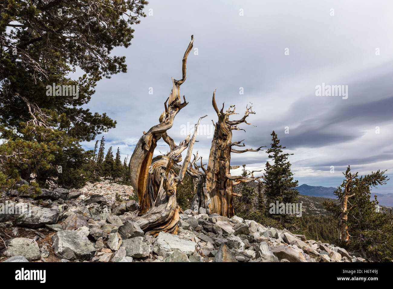Ancient Bristlecone Pines dans le Parc National du Grand Bassin dans le nord du Nevada. Bristlecone Pines sont les plus vieux arbres au monde. Banque D'Images