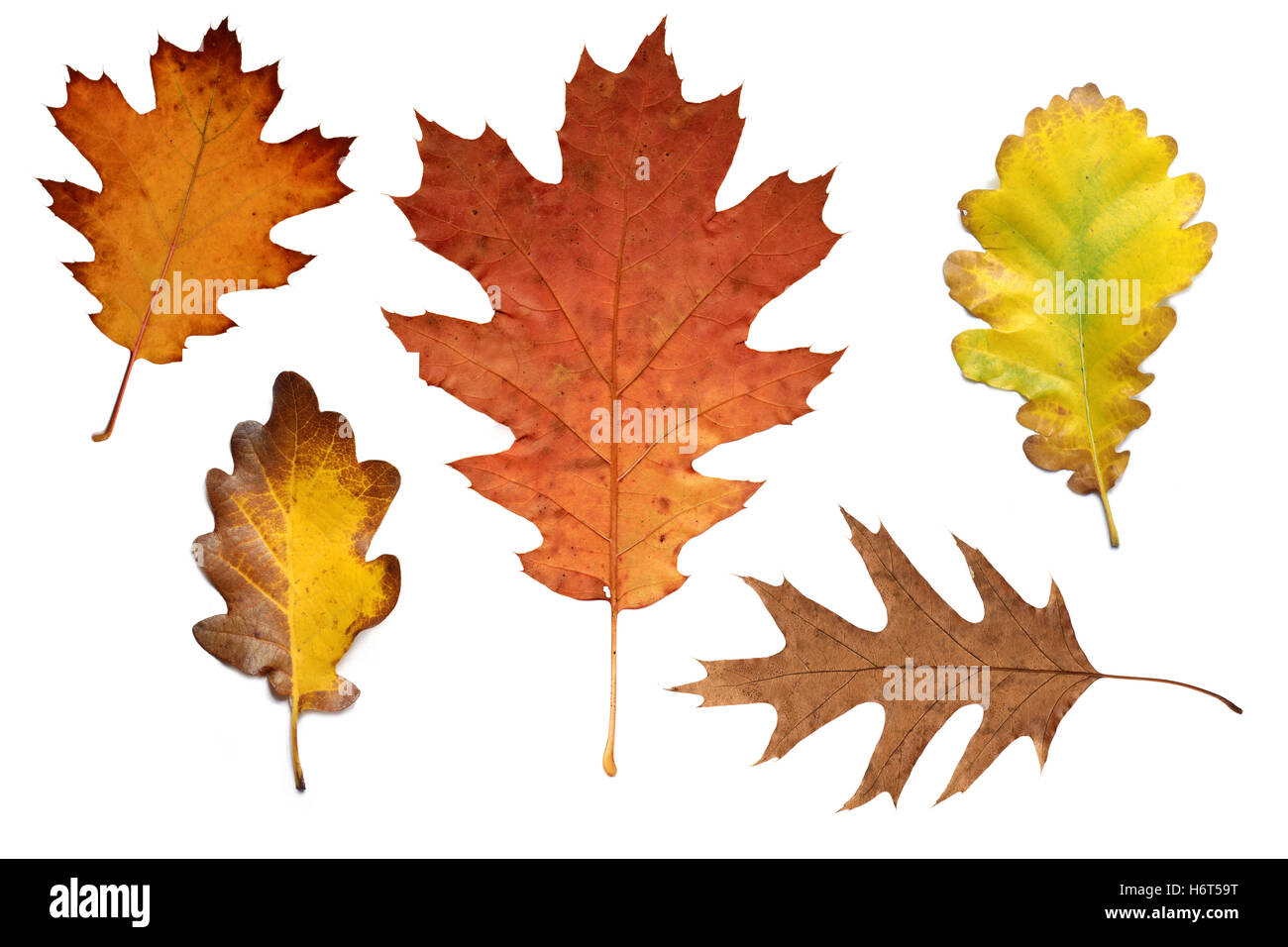 Chêne de feuilles d'automne Banque D'Images