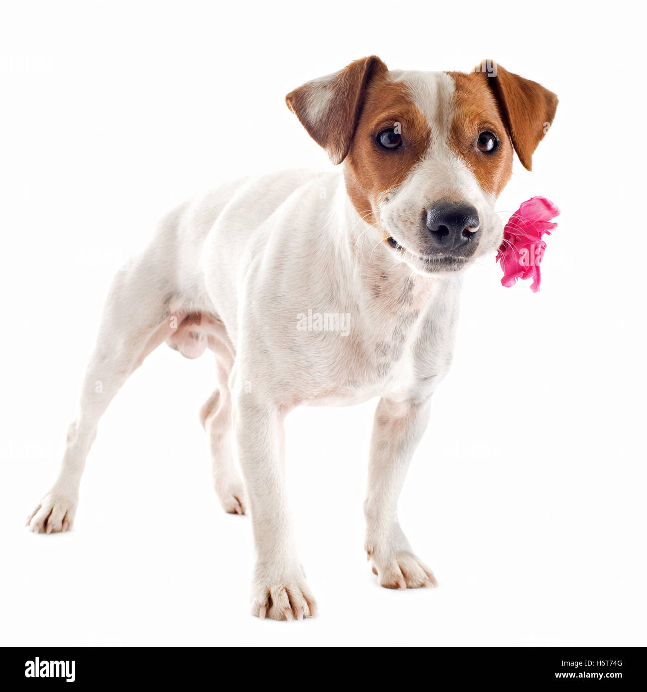 Animal, animal de compagnie, petite, petite, petite, courte, chien, beau, beauteously, Nice, Banque D'Images