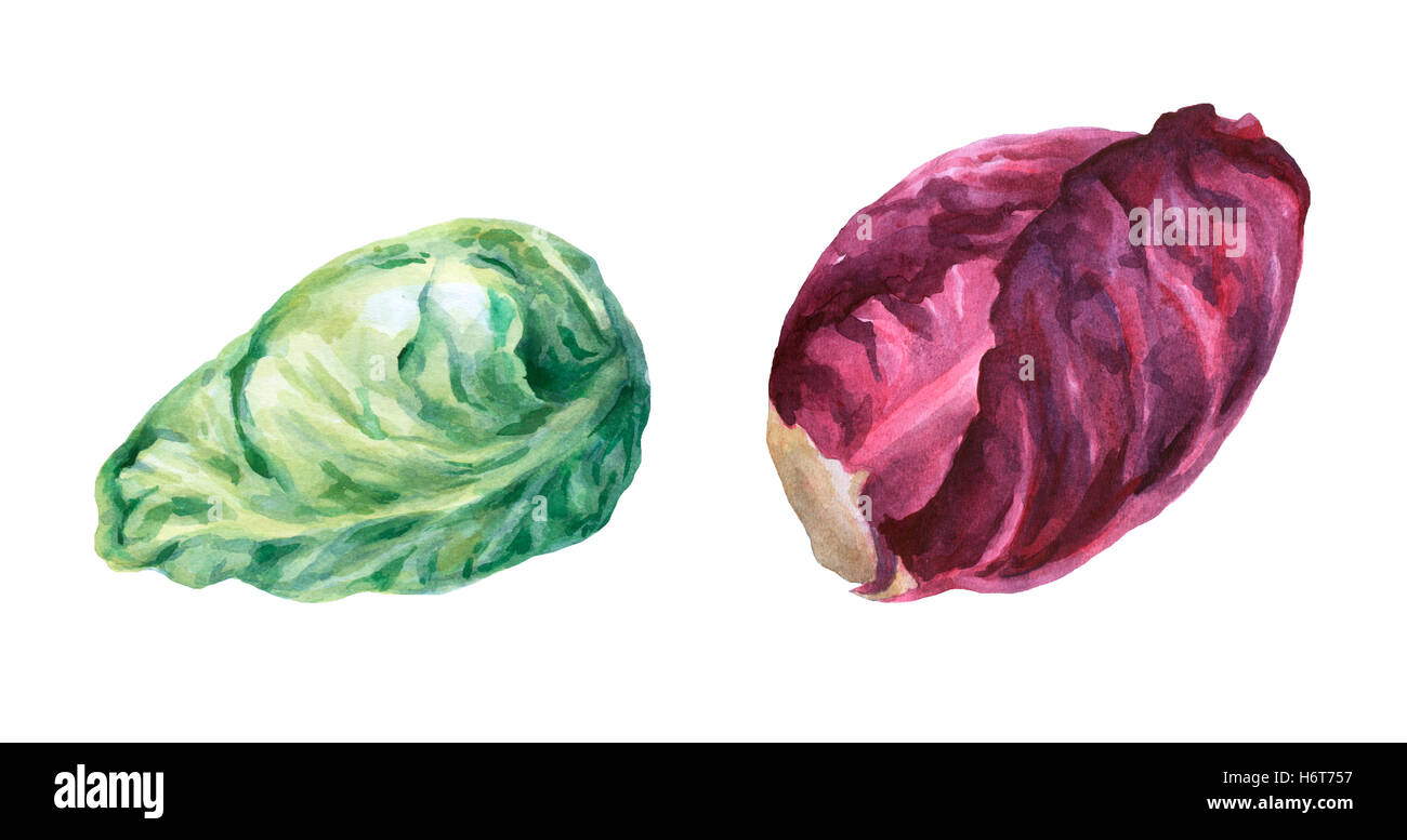 Tête de chou rouge et verte. La main de l'aquarelle sur fond blanc. Banque D'Images