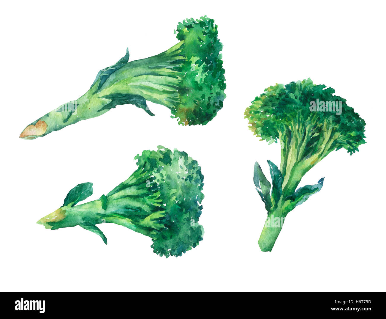 Le brocoli. La main de l'aquarelle sur backgroundOE blanc Banque D'Images