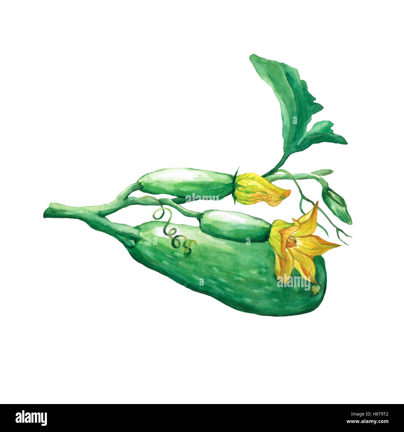 Composition (courgettes fraîches courgettes, moelle osseuse) et fleurs de courgettes. La main de l'aquarelle sur fond blanc. Banque D'Images