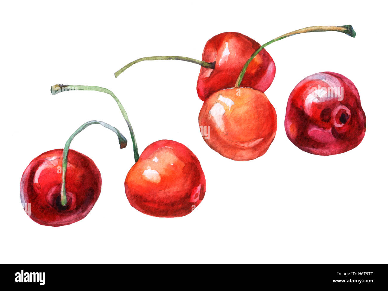 Les cerises. La main de l'aquarelle sur fond blanc. Banque D'Images