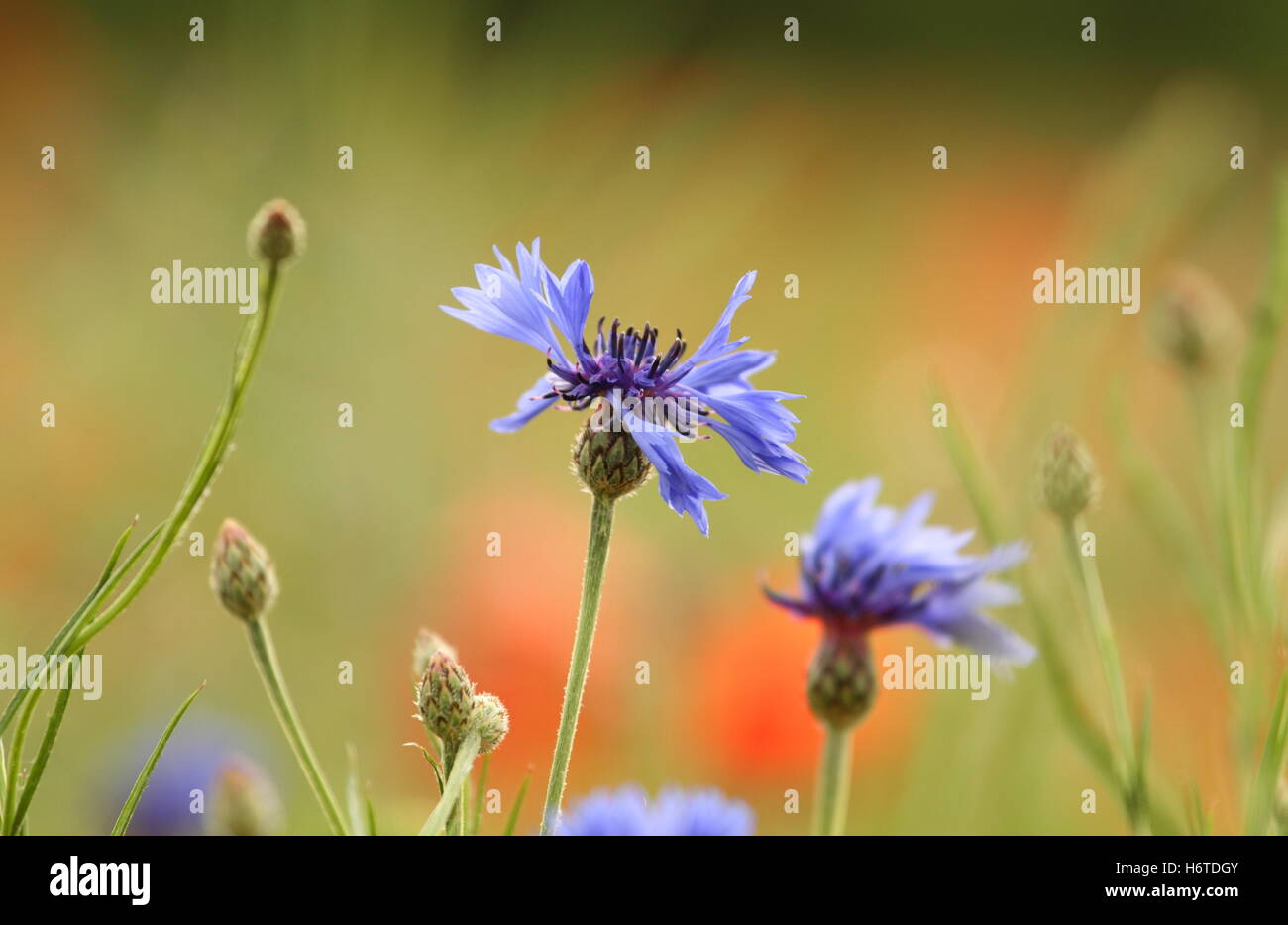 Fleur plante pavot coquelicot mauvaises herbes des céréales de bleuet fleur s'épanouir sur le terrain de la tige tige florissante acre spécifiques Banque D'Images