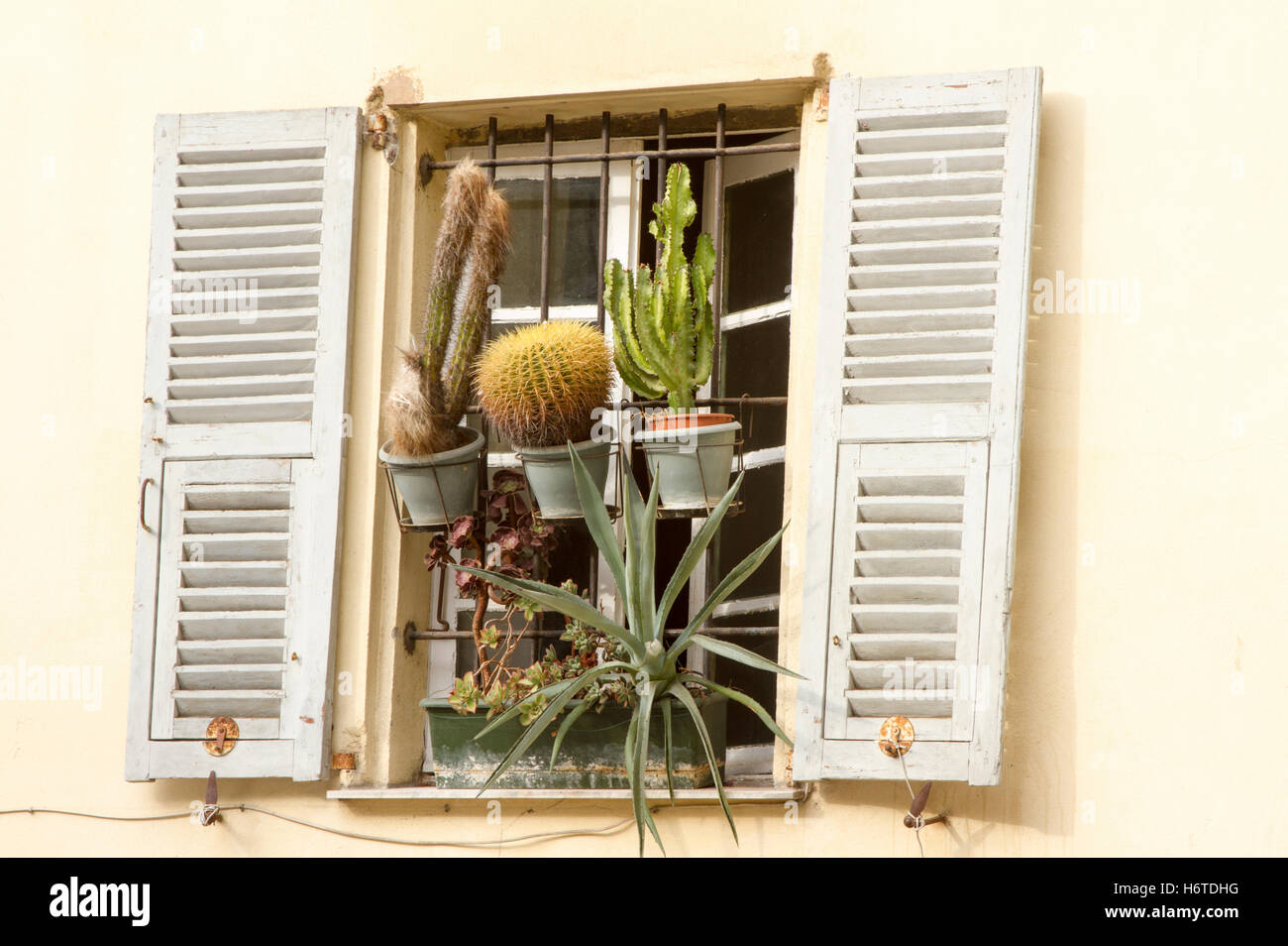 Vieille fenêtre à volets avec fenêtre cactus en pots Nice France Banque D'Images