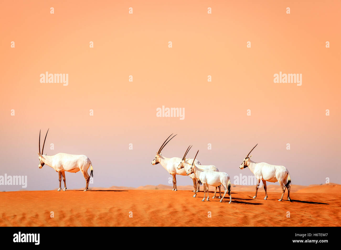 Ou Arabian oryx antilopes dans la réserve de conservation du désert près de DUBAÏ, ÉMIRATS ARABES UNIS Banque D'Images
