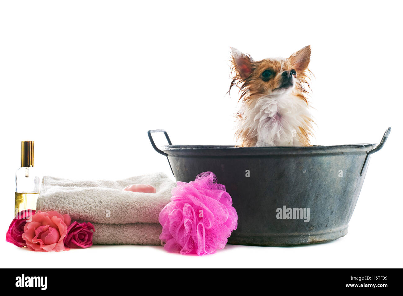 Chien, chiot, humide, laver, lave, belle, beauteously, nice, animal, animal de compagnie, Banque D'Images