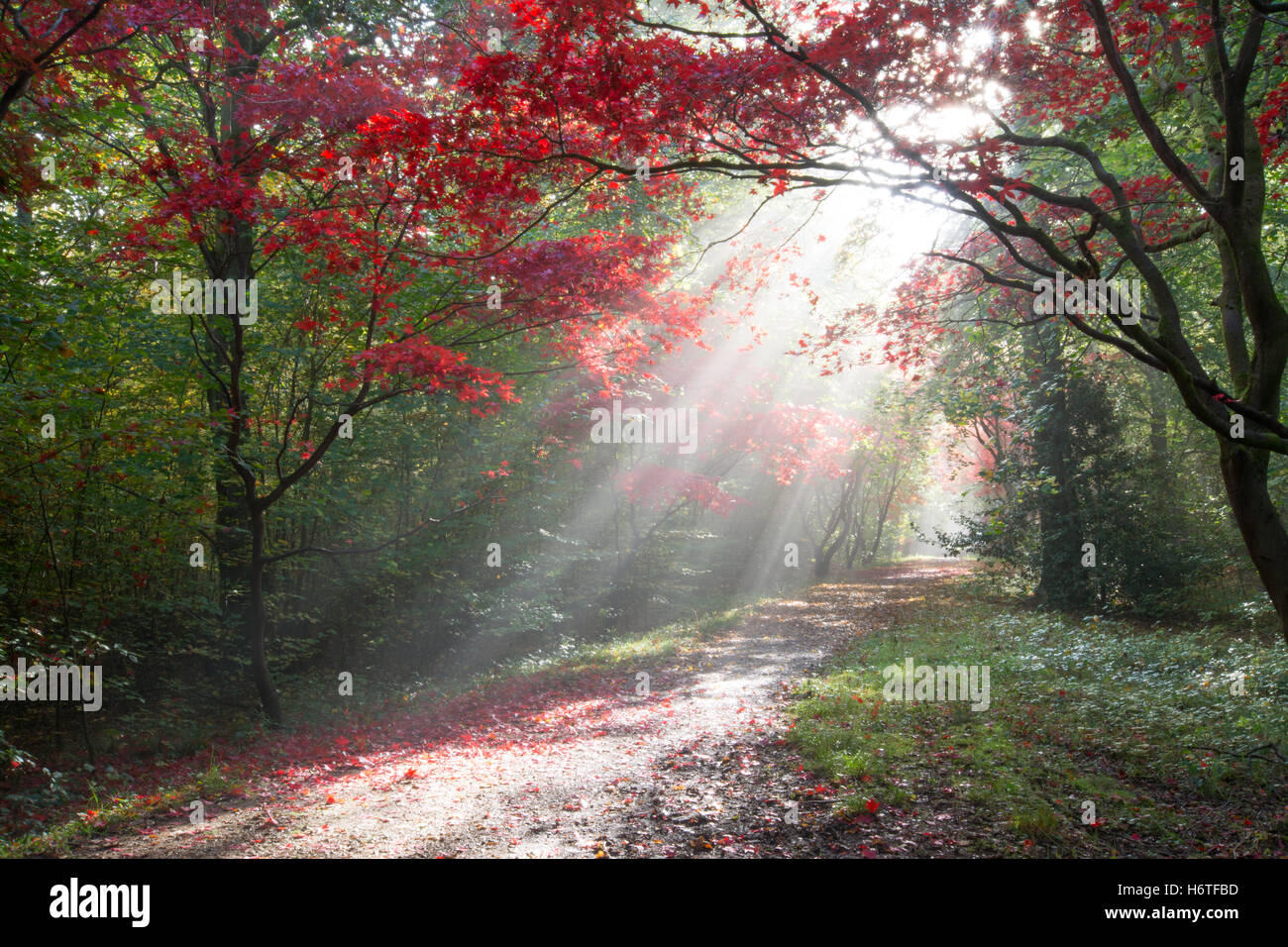 Alice Holt Forest spectaculaire - Couleurs d'automne (couleurs) dans la région de Woodland à Hampshire, Angleterre avec rayons de brillant à travers les arbres d'érable Banque D'Images