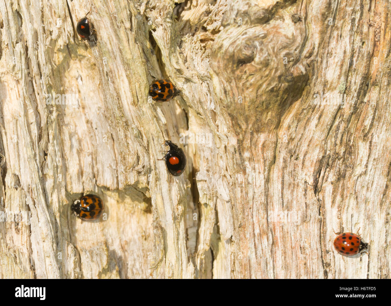 Les arlequins coccinelles ou les coccinelles (Harmonia axyridis) sur un arbre mort à Surrey, Angleterre Banque D'Images