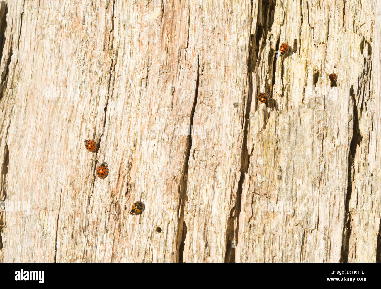 Les arlequins coccinelles ou les coccinelles (Harmonia axyridis) sur un arbre mort à Surrey, Angleterre Banque D'Images