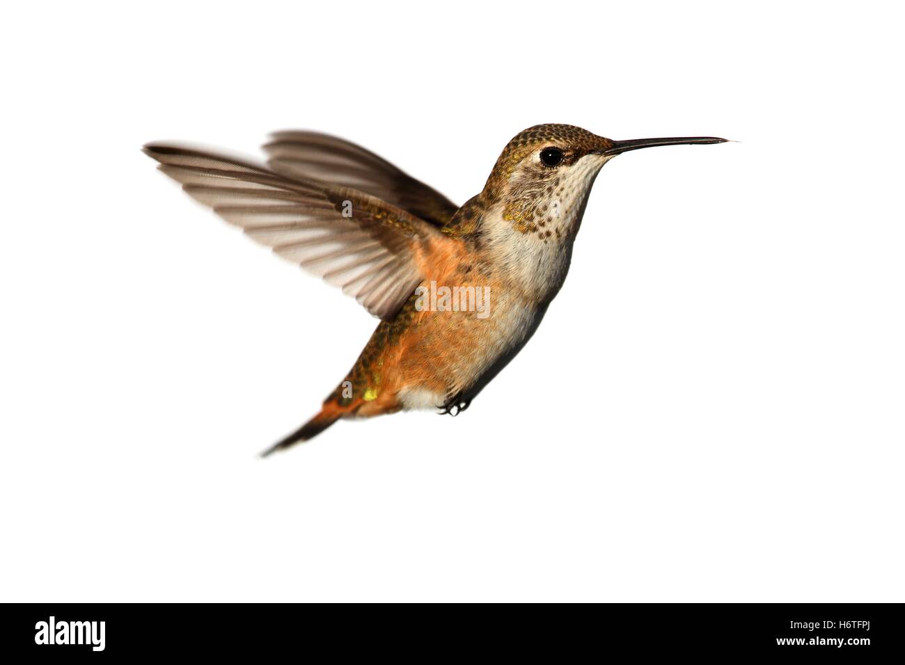 Les oiseaux, isolés, Hummingbird, blanc, isolé, des mammifères, des oiseaux, faune, sauvage, Banque D'Images