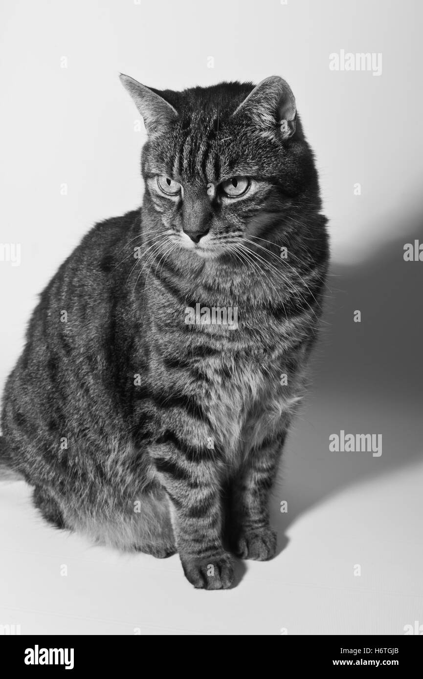 Chat tigré Banque D'Images